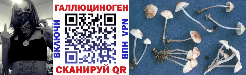 Галлюциногенные грибы Psilocybine cubensis  Семикаракорск 